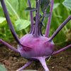 Kohl Rabi 'Purple' Heirloom Seeds