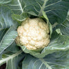 Cauliflower 'Snowball' Heirloom Seeds