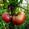 Tomato 'Black Russian' Heirloom Seeds