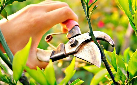 Pruning fruit tree