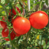 Tomato 'Daydream' Heirloom Seeds