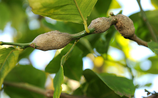 Gall Wasp swollen limbs