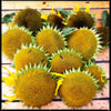 Sunflower 'Hi-Sun' Heirloom Seeds