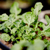 Rocket 'Salad' Heirloom Seeds