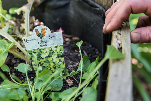 Land Cress- an organic solution to the caterpillar problem