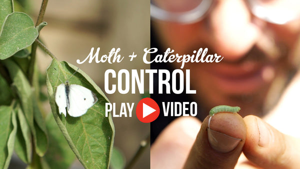 Moth and Caterpillar Control a video by The Little Veggie Patch Co