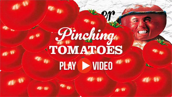 Tomato Maintenance: Pinching Tomatoes by The Little Veggie Patch Co