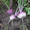 Turnip 'Purple Top' Heirloom Seeds