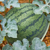 Watermelon "Bush Sugar Baby" Heirloom Seeds