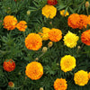 Marigold 'Petite Series Mixed' Heirloom Seeds