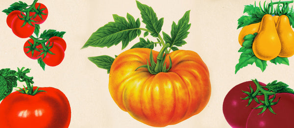 10 Best Tomatoes to Grow (and eat) according to the Little Veggie Patch Co