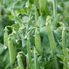 Pea ' Snap Sugar Bon' Heirloom Seeds