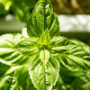 Basil 'Large Sweet Genova' Heirloom Seeds