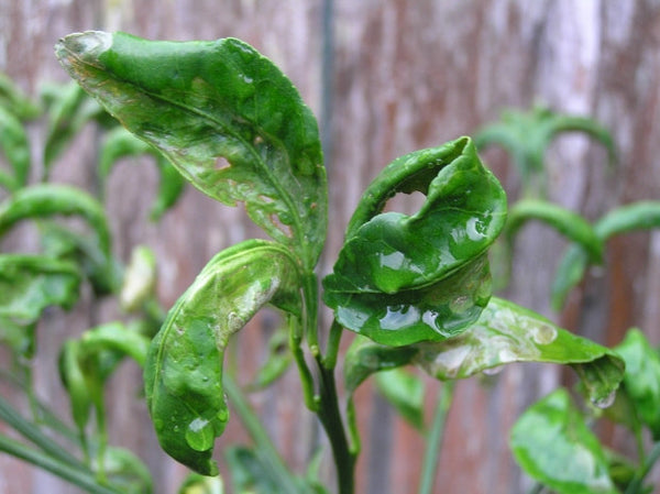 Leafminer evidence in young citrus tree