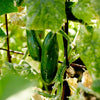 Cucumber 'Green Gem' Heirloom Seeds