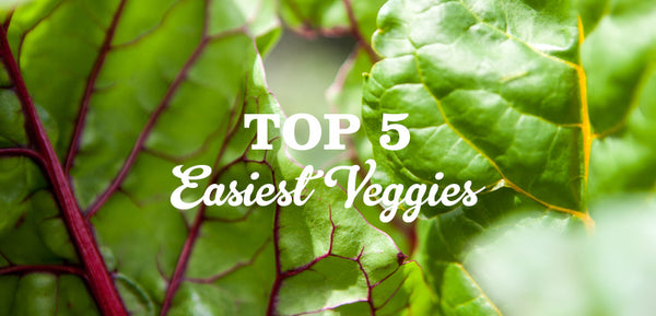 Easiest plants to grow according to Little Veggie Patch Co