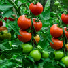 Tomato 'Daydream' Heirloom Seeds