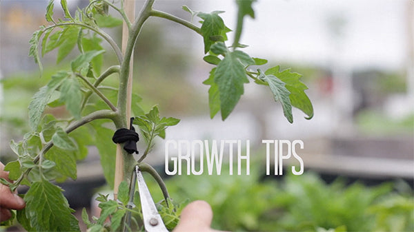 Tomato growth tip