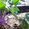 Kohl Rabi 'Purple' Heirloom Seeds