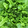 Lettuce 'Oakleaf' Heirloom Seeds