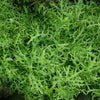 Mustard 'Lime Streaks' Heirloom Seeds