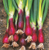 Onion "Japanese Red Beard" Heirloom Seeds