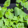 Oregano 'Common' Heirloom Seeds