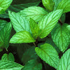 Mint 'Peppermint' Heirloom Seeds