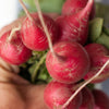 Radish 'Cherry Belle' Heirloom Seeds