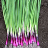 Onion "Japanese Red Beard" Heirloom Seeds