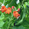 Beans Climbing 'Scarlett Runner' Heirloom Seeds