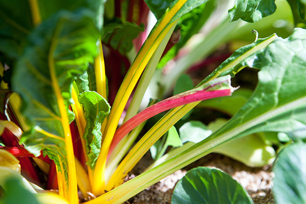 Rainbow swiss chard