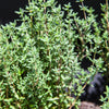 Thyme 'Summer' Heirloom Seeds