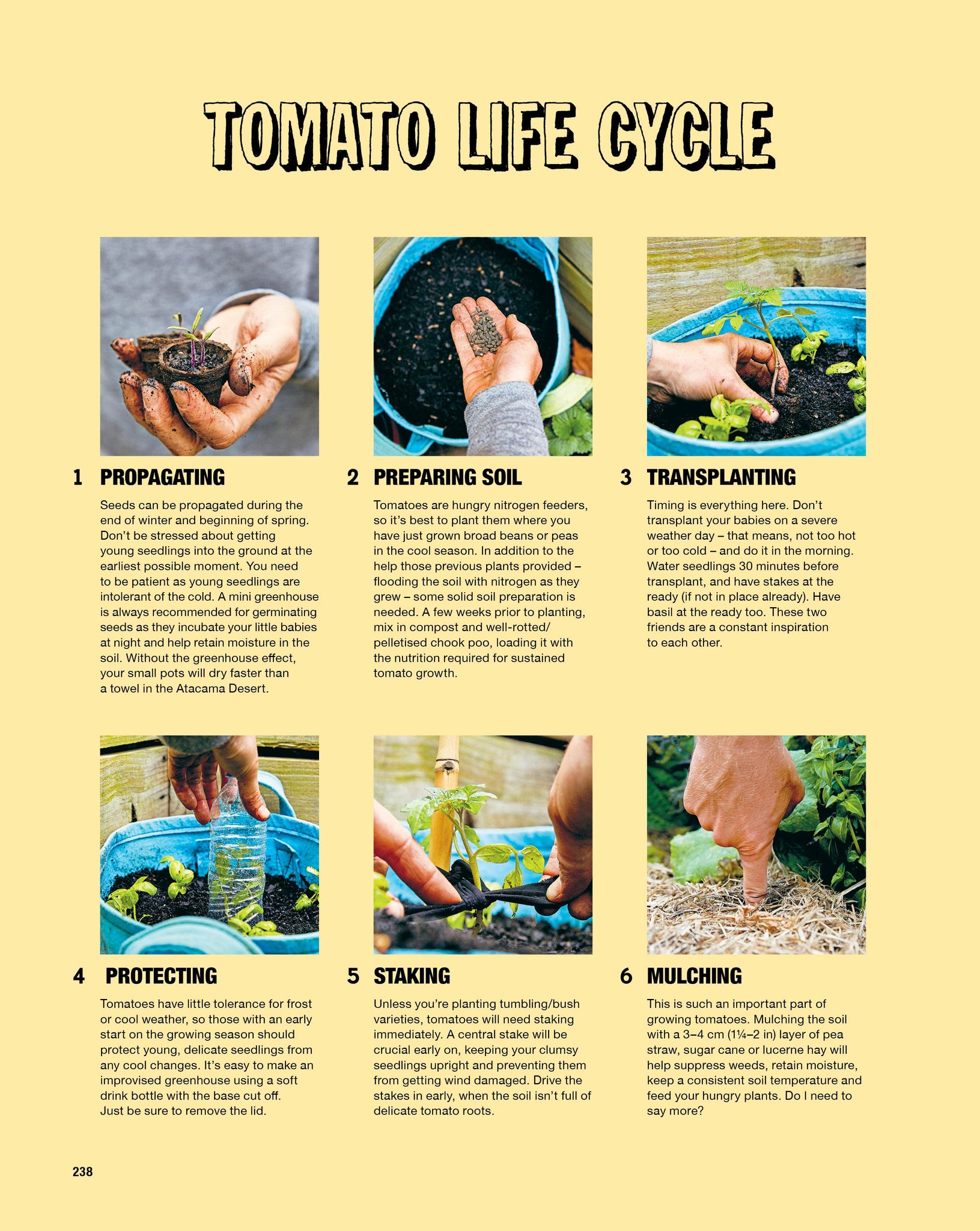 Tomato Life Cycle from Grow Food Anywhere