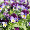 Viola "Johnny Jump Up" Heirloom seeds