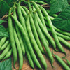 Bean 'Windsor Long Pod' Heirloom Seeds