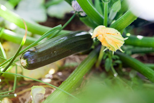 Zucchini and flower