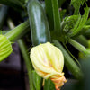 Zucchini 'Black Beauty' Heirloom Seeds