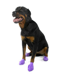 how to train a dog to wear boots