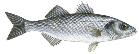 Sea Bass Devon