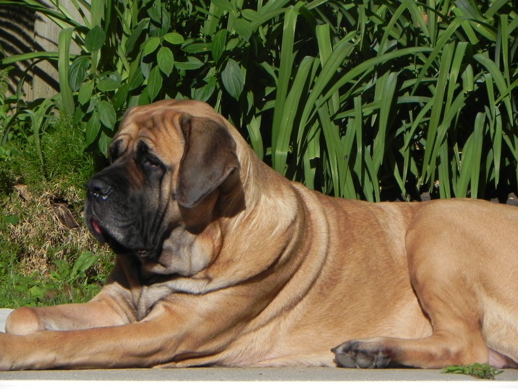 how long do english mastiffs grow