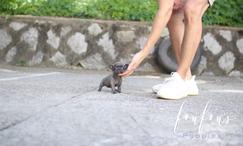 mini teacup bulldog