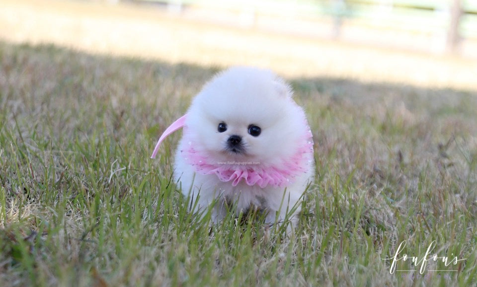 toy pomeranian puppies for sale