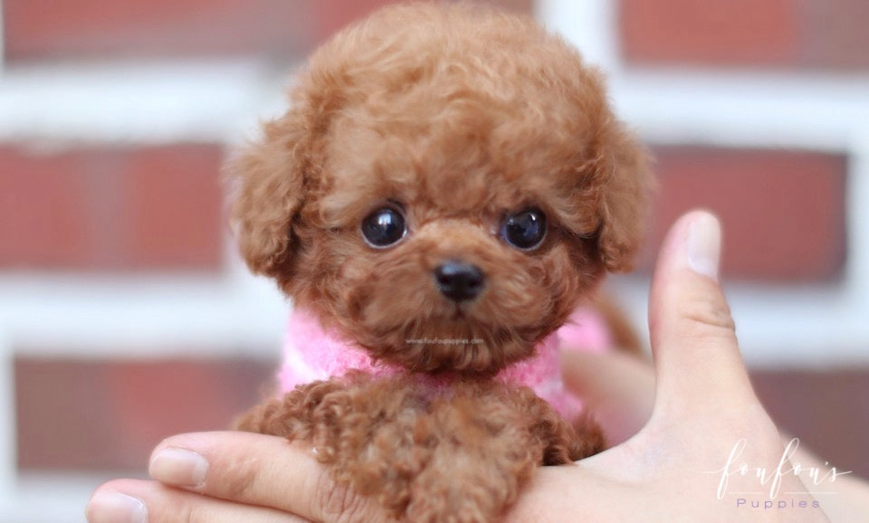 french poodle teacup