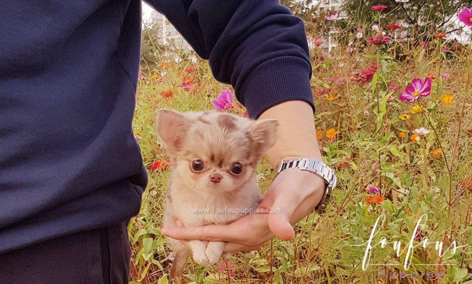 teacup dogs chihuahua for sale