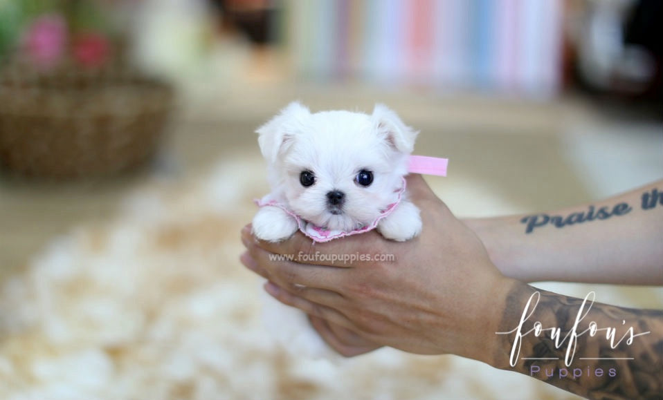 maltese micro teacup for sale