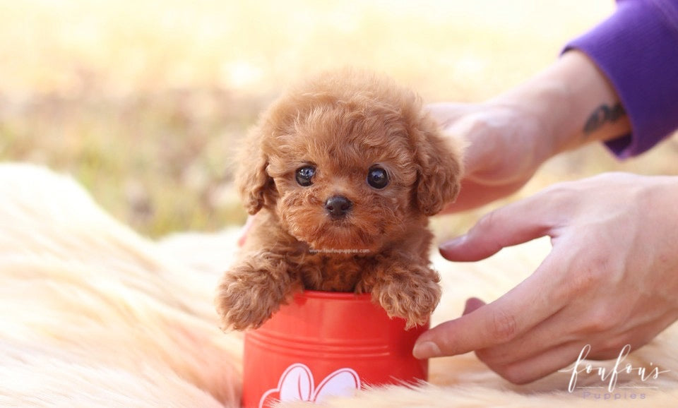 toy cup poodle