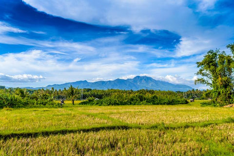 a large blue sky above a field of hemp plants