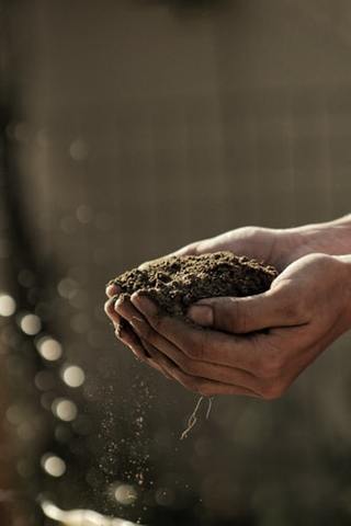 a handful of soil with a hemp plant replenishing the nutrients in the soil