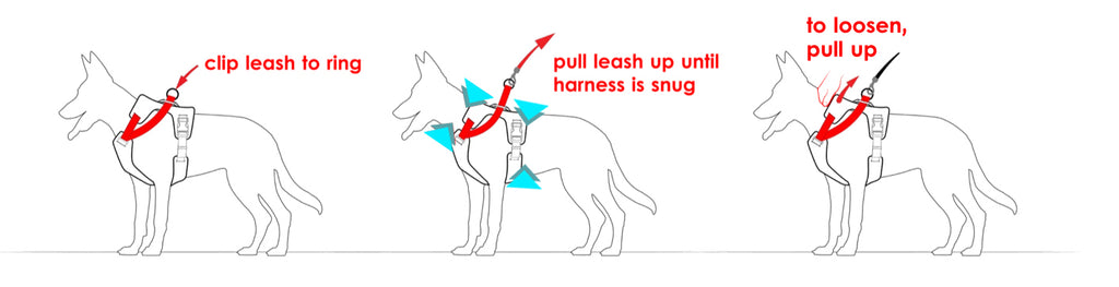 3-step Line drawing illustration demonstrating how to attach leash to a duo adapt escape-proof dog harness